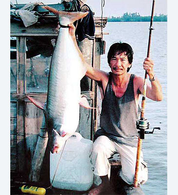 1971_Thanh Nga_Krempf's Catfish_Pangasius krempfi.jpg